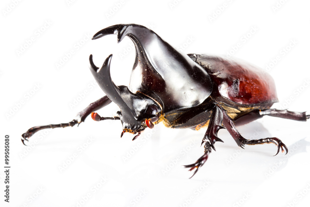 Beetle in a white background Beetle in a white background