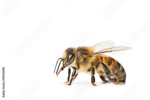 abeille isolé sur fond blanc Fototapet