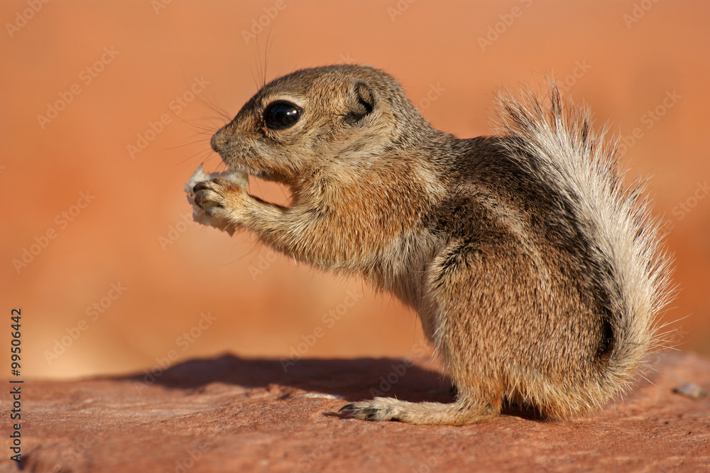 Naklejka premium Antelope Erdhörnchen - [Ammospermophilus]