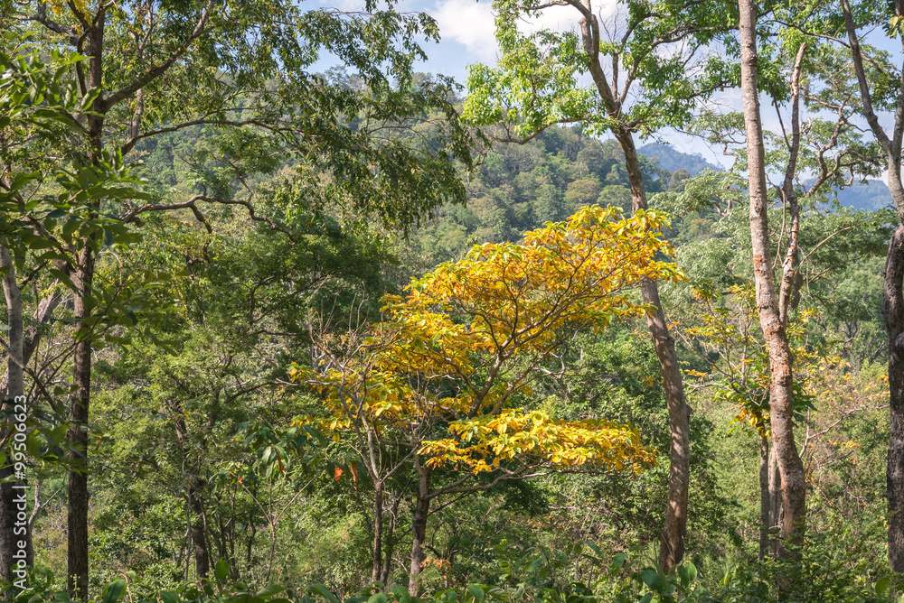 Fototapeta premium changing colors leaves on tree