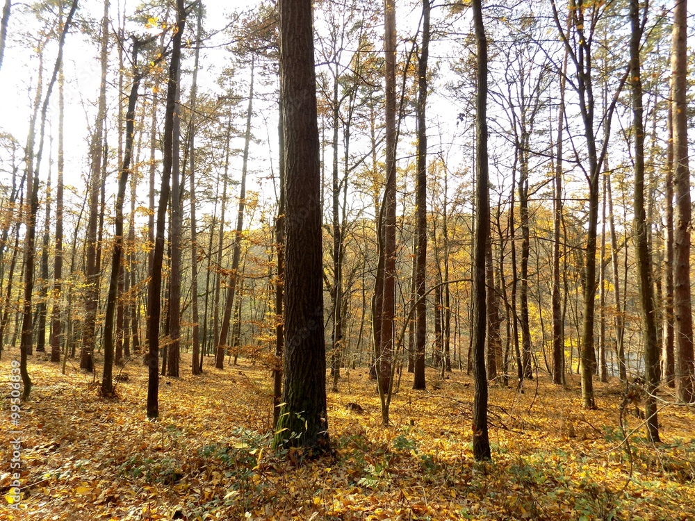 Deciduous forest in fall Deciduous forest in fall