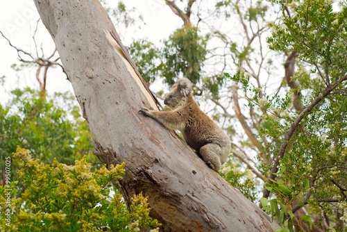 Koala bear climbing on a tree. © SalenayaAlena