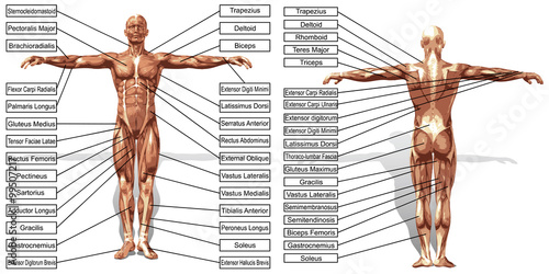 Vector 3D man muscle anatomy with text isolated