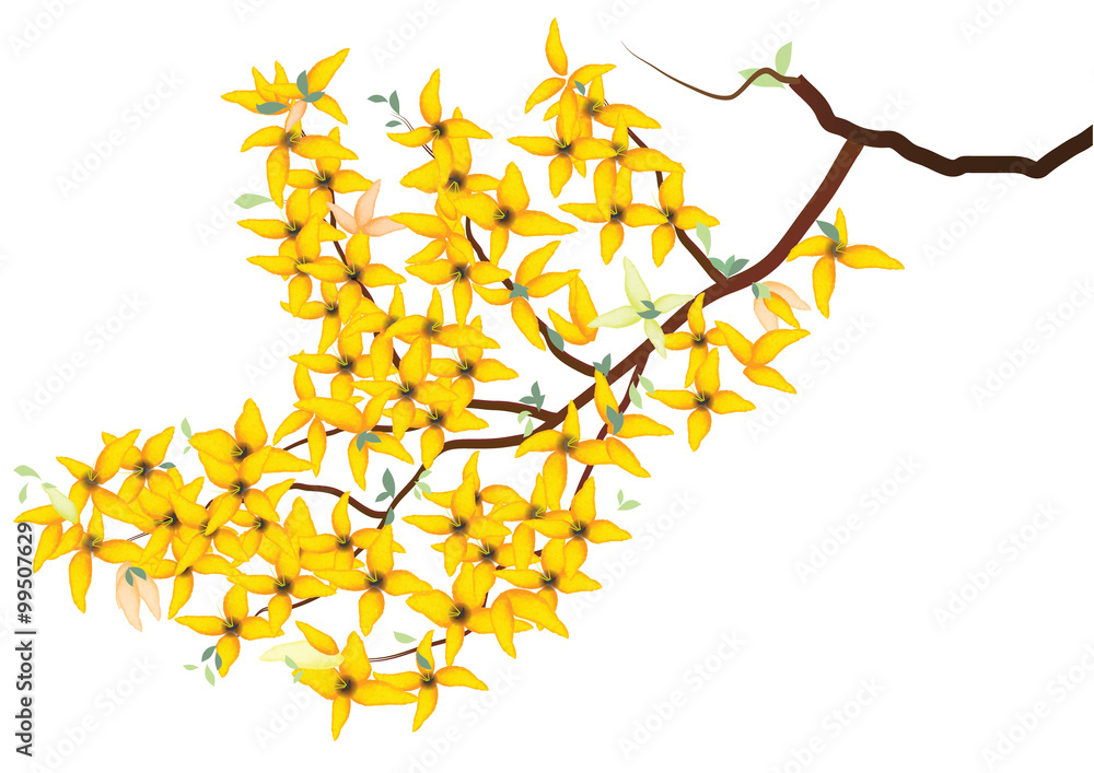 forsythia flower ,yellow flower branch heart sharp design on white