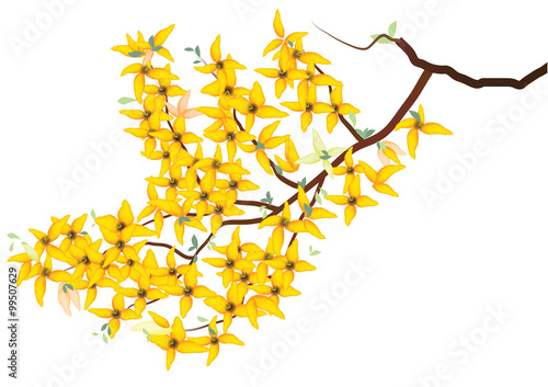 Tela forsythia flower ,yellow flower branch  heart sharp design on white background,v