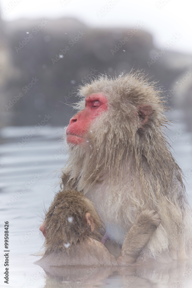 Naklejka premium 温泉を楽しむおさるさん Monkey enjoying a hot spring