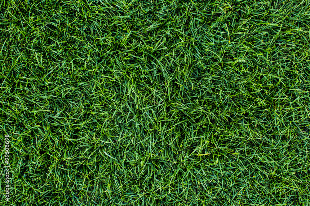 Background of a green grass. Texture green lawn Background of a green grass. Texture green lawn