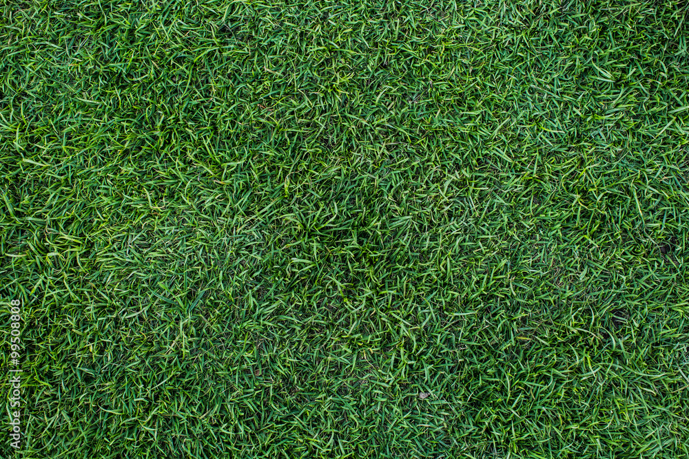 Fototapeta premium Background of a green grass. Texture green lawn