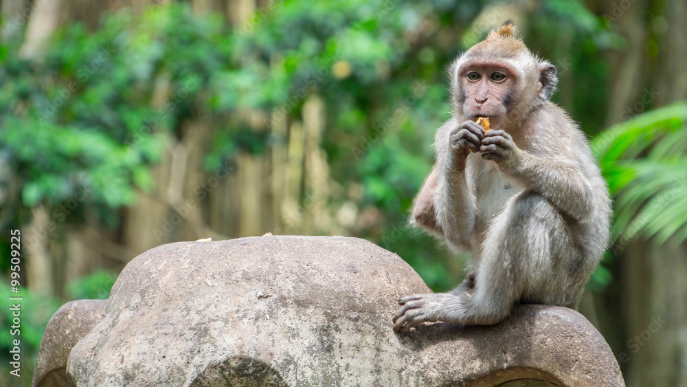 Fototapeta premium Makaken Affen Portrait