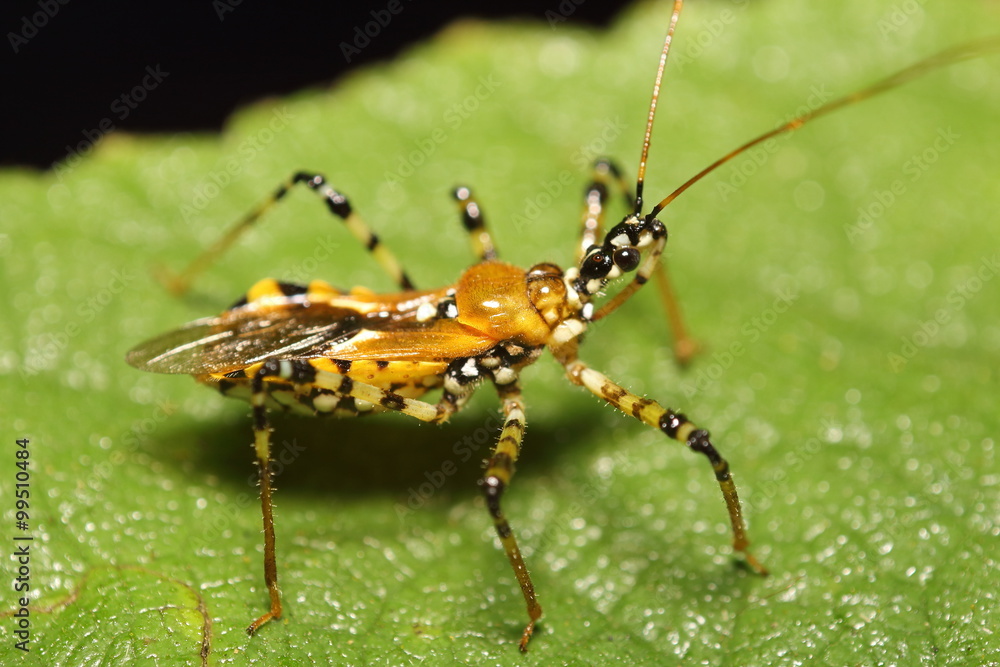 Small insects in the garden Small insects in the garden