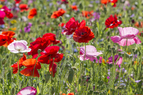 Fototapeta Naklejka Na Ścianę i Meble -  spring meadow with red poppies