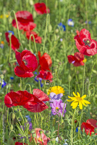 spring meadow with red poppies