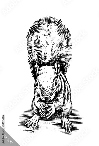 black and white engrave isolated squirrel illustration