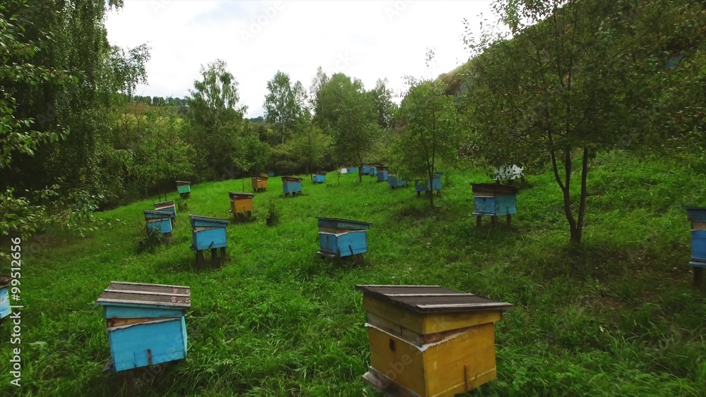 bee apiary bee apiary