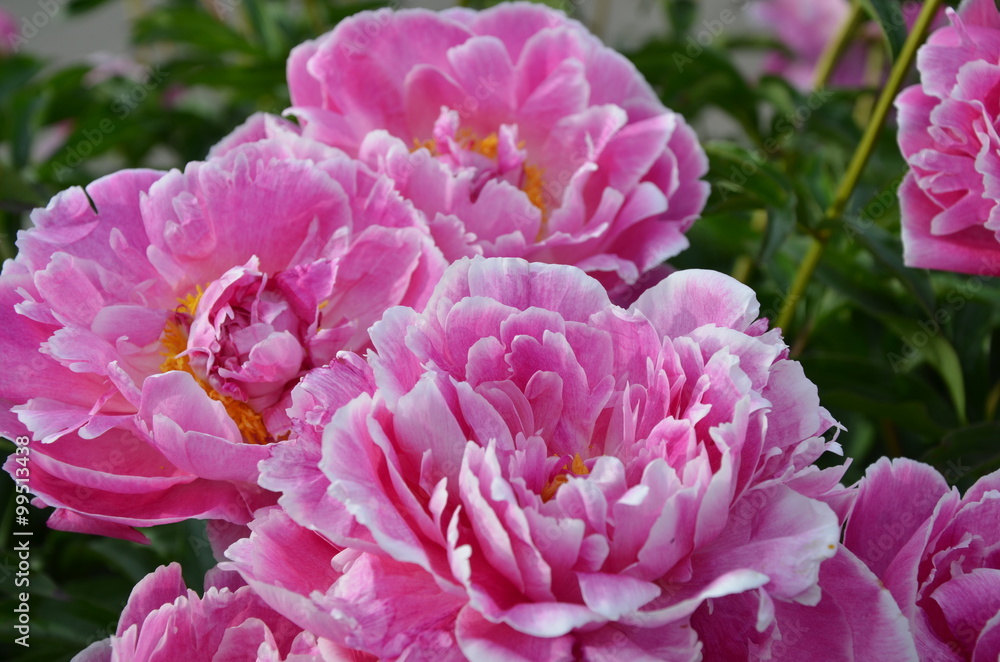 Beautiful big peony flowers Beautiful big peony flowers