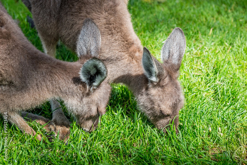 two young kangaroo in Australia photo