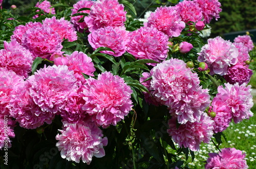 Many big peony pink flowers 