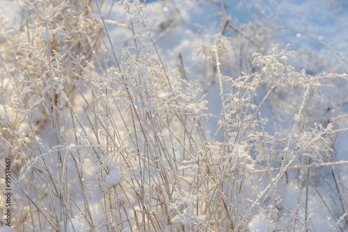 Grass covered in harefrost during a cold winter day