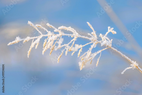Grass covered in harefrost ...