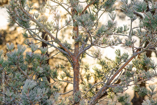Sunlight thru spruce trees ...