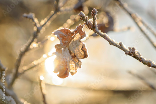 Frozen oak leaf in sunlight...
