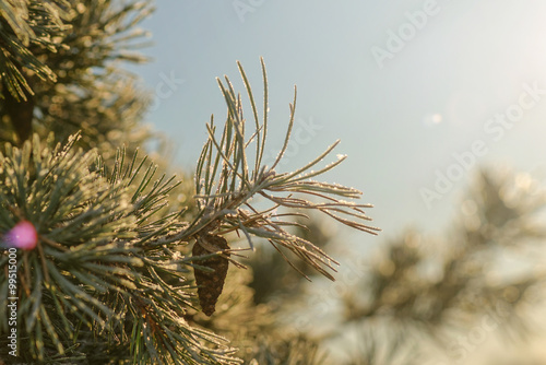 Frosty spruce twig with a c...