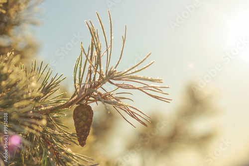 Frosty spruce twig with a c...