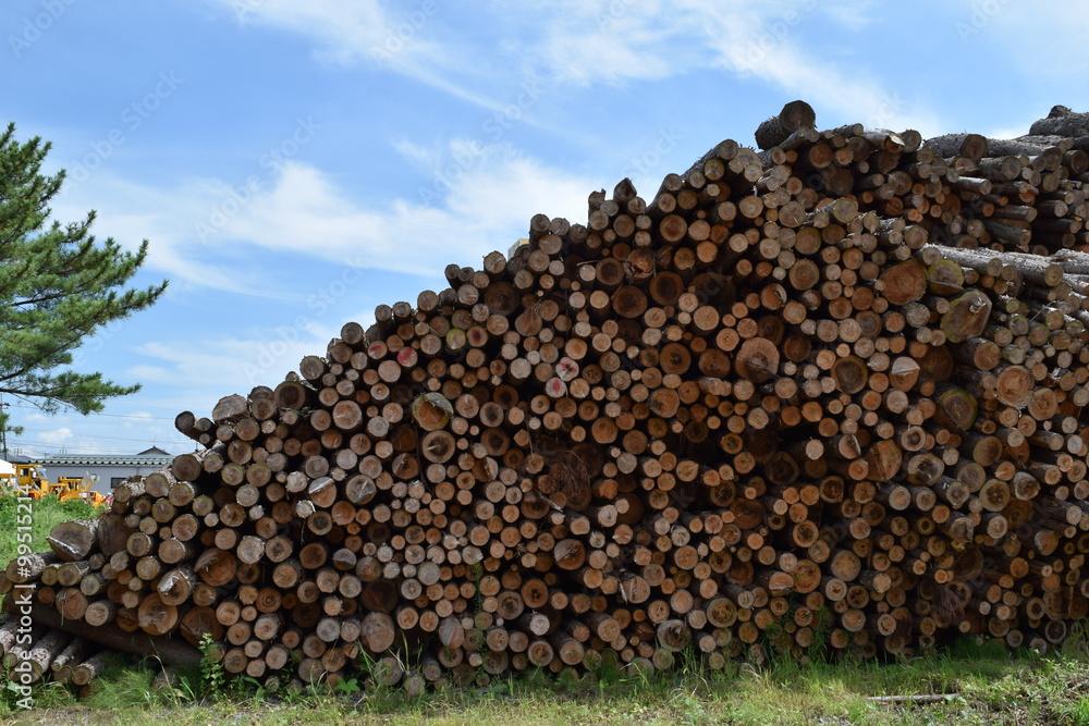 丸太の大きさは、直径約２０ｃｍ～８０ｃｍ位で、約８割が杉の丸太です。