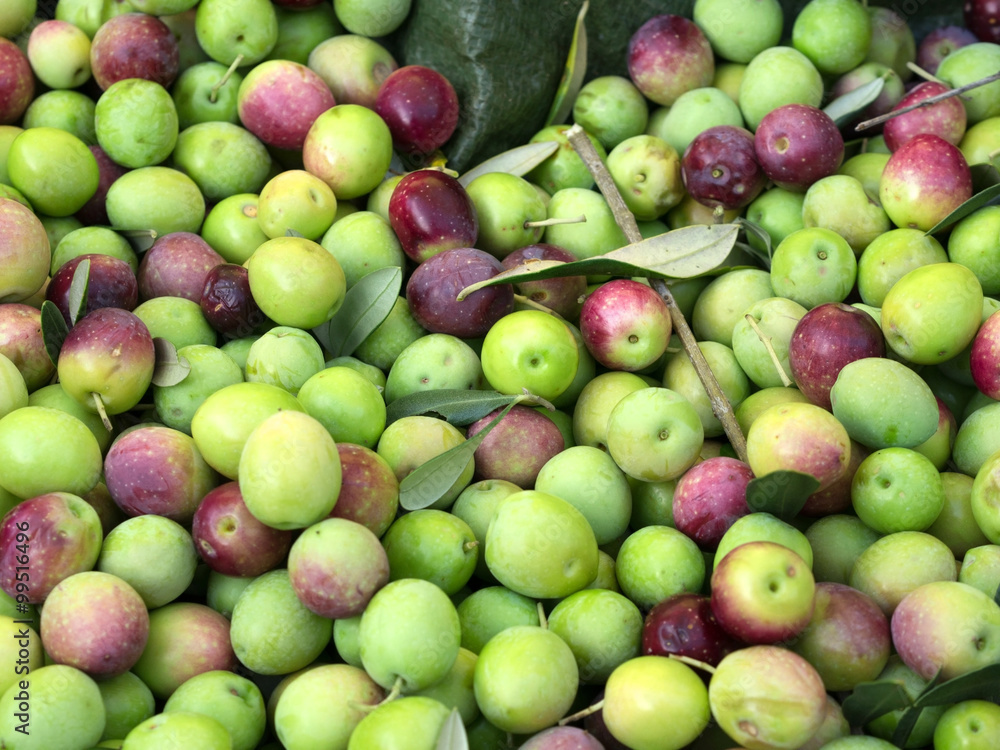 Just picked olive fruits Just picked olive fruits