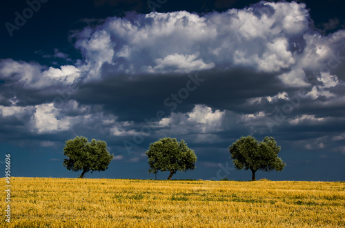 The Fields