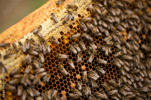 Many honeybees swarming on comb. Soft focus