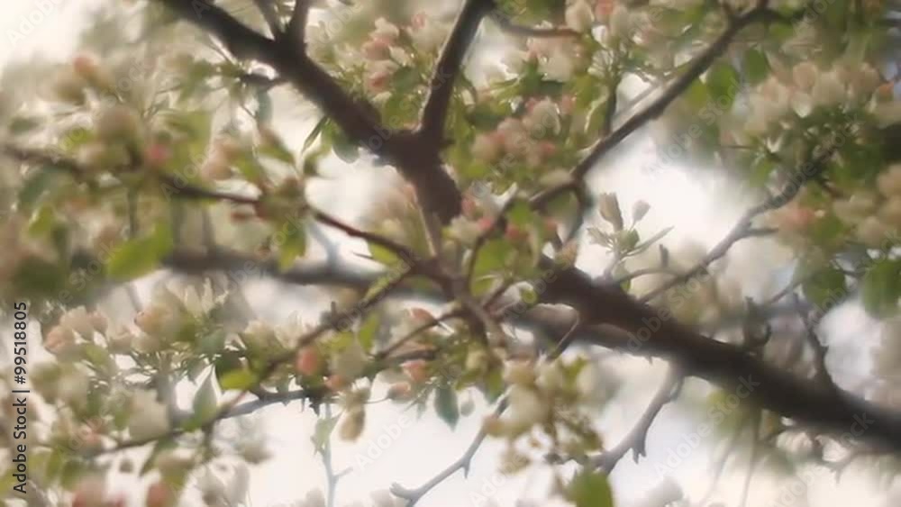 Adorable pear branch with pink and white blossom and trembling green leaves on blue and white mist background in fairy tale style for dreamlike mood. Fantasy view of lyric nature in amazing full HD.
Adorable pear branch with pink and white blossom and trembling green leaves on blue and white mist background in fairy tale style for dreamlike mood. Fantasy view of lyric nature in amazing full HD.