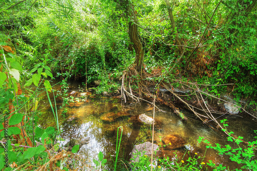 small creek in the forest