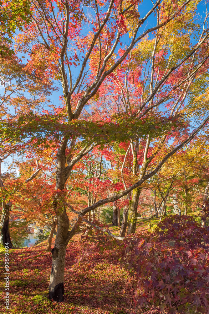 Fototapeta premium Autumn foliage at Eikando Temple