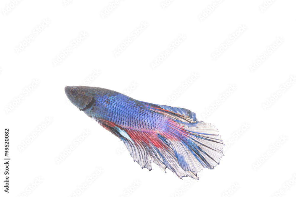 Fototapeta premium Betta fish, siamese fighting fish isolated