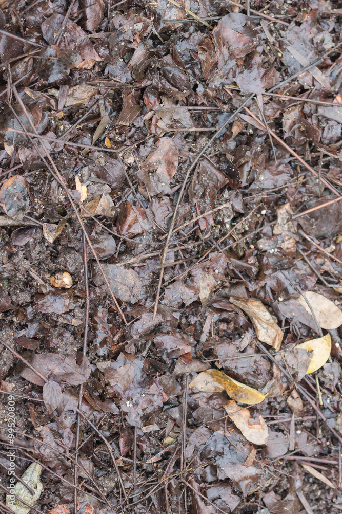 Dry leaf pile