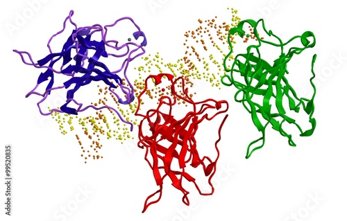 Molecular structure-interaction of protein p53 to DNA