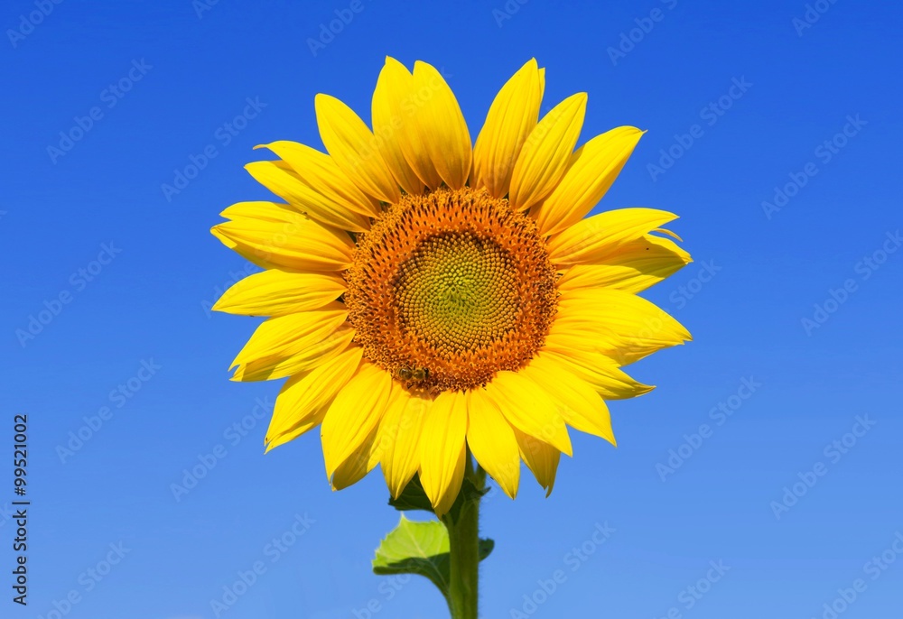 Beautiful sunflower and bee with clear blue sky background Beautiful sunflower and bee with clear blue sky background