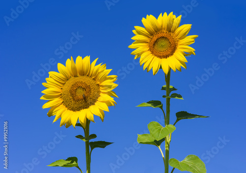 Beautiful two sunflowers with clear blue sky