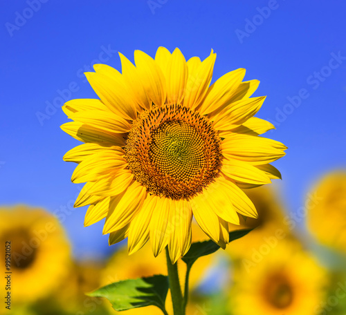 Beautiful sunflower on field with blurry background and blue sky