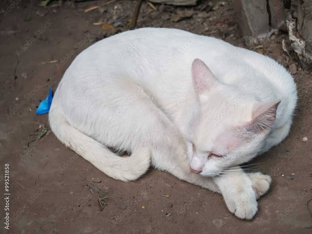 cat sleeping.