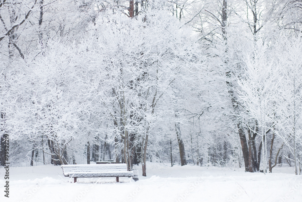 Naklejka premium Snowy weather in park