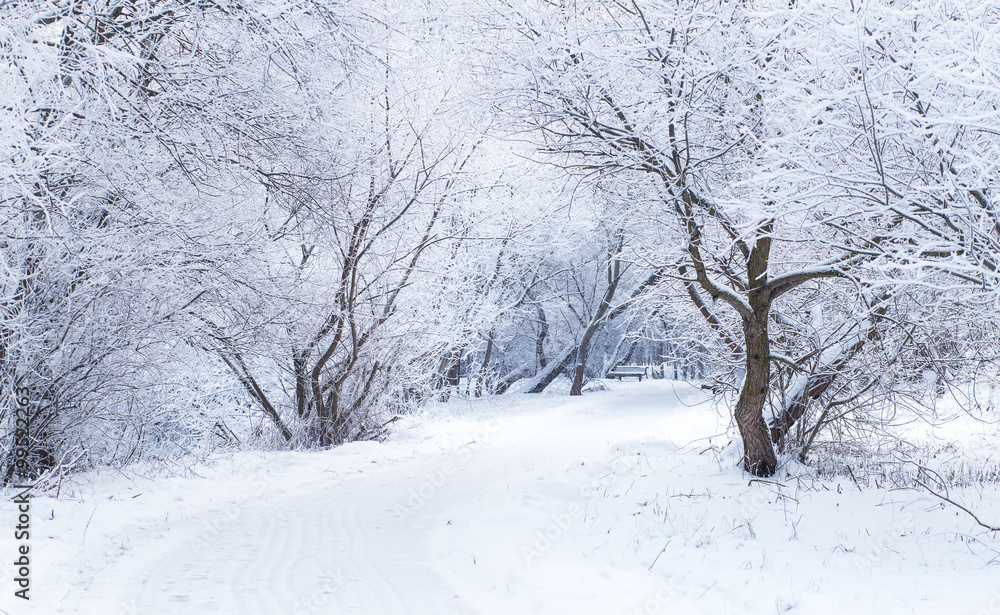 White snow on the path. Snowy winter day.