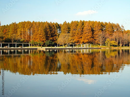 秋の黄葉のメタセコイア林と池のある公園風景　水元公園風景