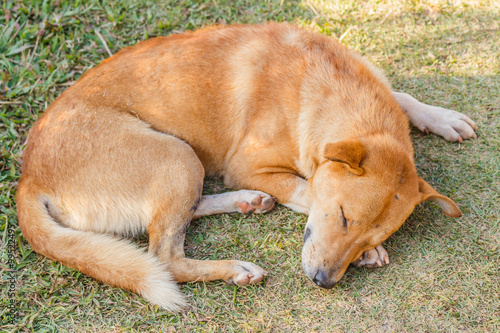 Dog sleeping on grass