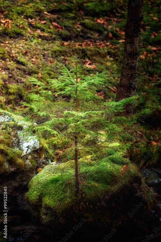 Fototapeta premium winning sprit of a tree grew on a rock. Soft focus, blured background, low key, dark background, spot lighting, and rich Old Masters