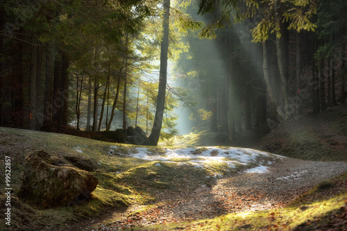 light rays through the trees . late autumn landscape , a walk through the woods near Brasov. Romania. Soft focus, blured background, low key, dark background, spot lighting, and rich Old Masters