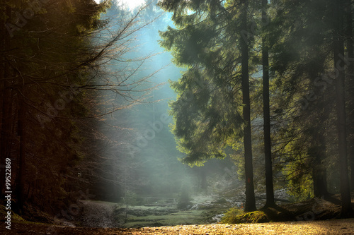 light rays through the trees . late autumn landscape , a walk through the woods near Brasov. Romania. Soft focus, blured background, low key, dark background, spot lighting, and rich Old Masters