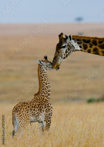 Female giraffe with a baby in the savannah. Kenya. Tanzania. East Africa. An excellent illustration.