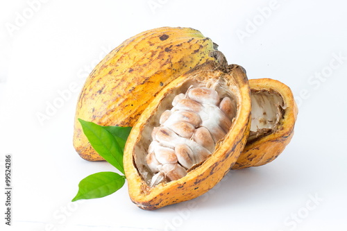 Cocoa pod on a white background. photo